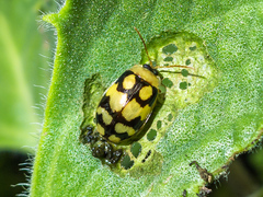 Alagoasa jacobiana