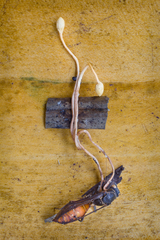 Ophiocordyceps sphecocephala
