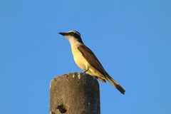 Pitangus sulphuratus
