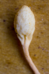 Ophiocordyceps sphecocephala