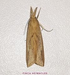 Schoenobiinae