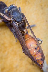 Ophiocordyceps sphecocephala