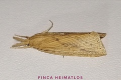 Schoenobiinae