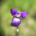 Western Dog Violet - Photo (c) Donna Pomeroy, some rights reserved (CC BY-NC), uploaded by Donna Pomeroy