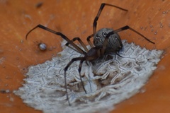 Latrodectus geometricus