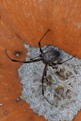 Latrodectus geometricus