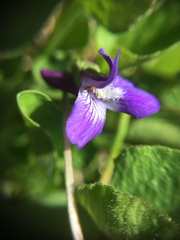 Viola adunca adunca