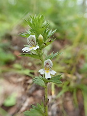 Euphrasia maximowiczii