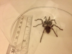 Calisoga longitarsis