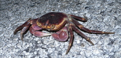 Geograpsus grayi