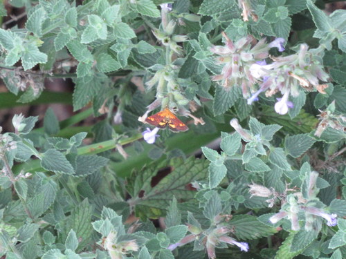 Orange Mint Moth photo 5