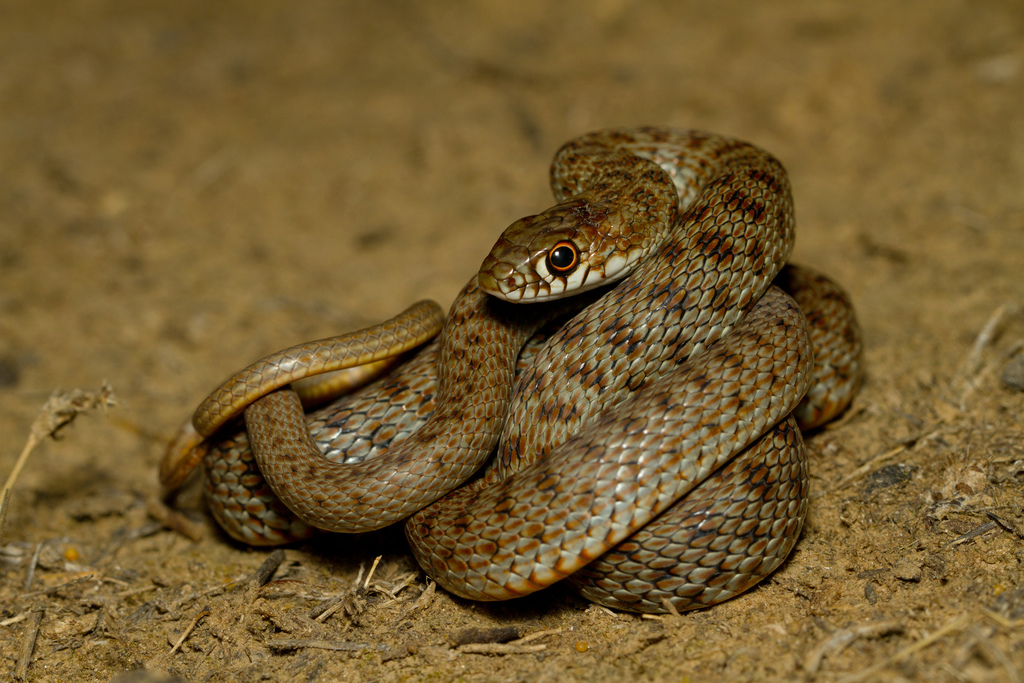 Eurasian Whip Snakes