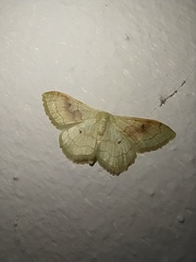 Idaea rubraria