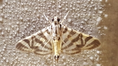 Spilomela discordens