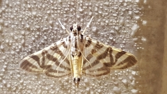 Spilomela discordens