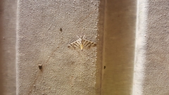 Spilomela discordens