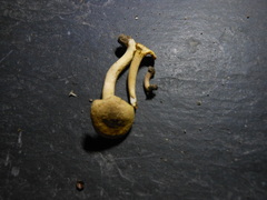 Cantharellus appalachiensis image