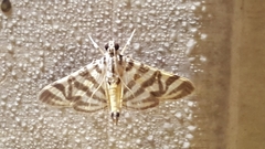 Spilomela discordens