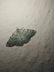 Orectis proboscidata