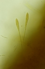 Cudonia spathulata