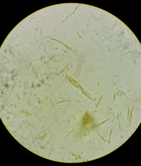 Cudonia spathulata