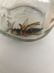 Sphecius