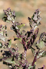 Chenopodium macrospermum