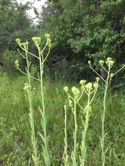 Arnoglossum