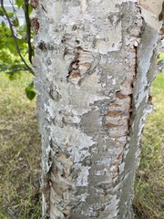 Betula neoalaskana