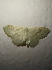 Idaea rubraria