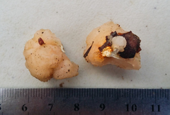 Naematelia encephala