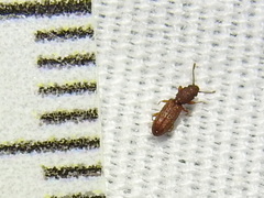 Oryzaephilus surinamensis