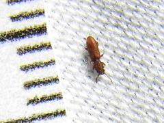 Oryzaephilus surinamensis