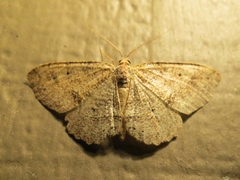 Melanolophia signataria