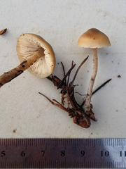 Lyophyllaceae