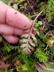 Pedicularis capitata