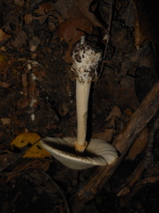 Amanita elliptosperma