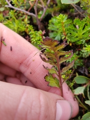 Pedicularis capitata