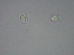 Amanita elliptosperma