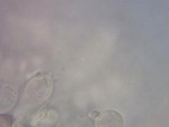 Amanita elliptosperma