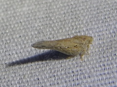Cyarda melichari