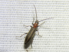 Oxycopis mimetica