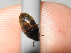 Colopterus maculatus