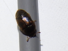 Colopterus maculatus