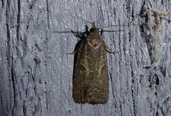 Harmologa