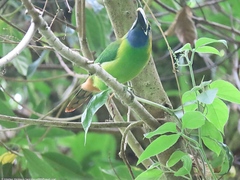 Aulacorhynchus prasinus caeruleogularis