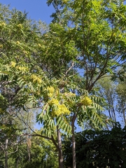 Ailanthus altissima