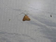 Diastictis