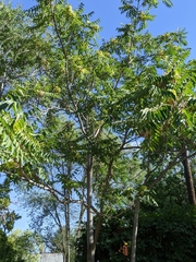 Ailanthus altissima