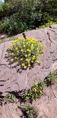 Heterotheca pumila
